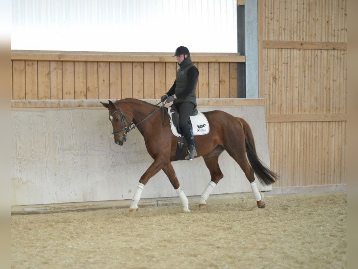 Hanoverian Mare 8 years 16,3 hh Chestnut-Red in Wellheim