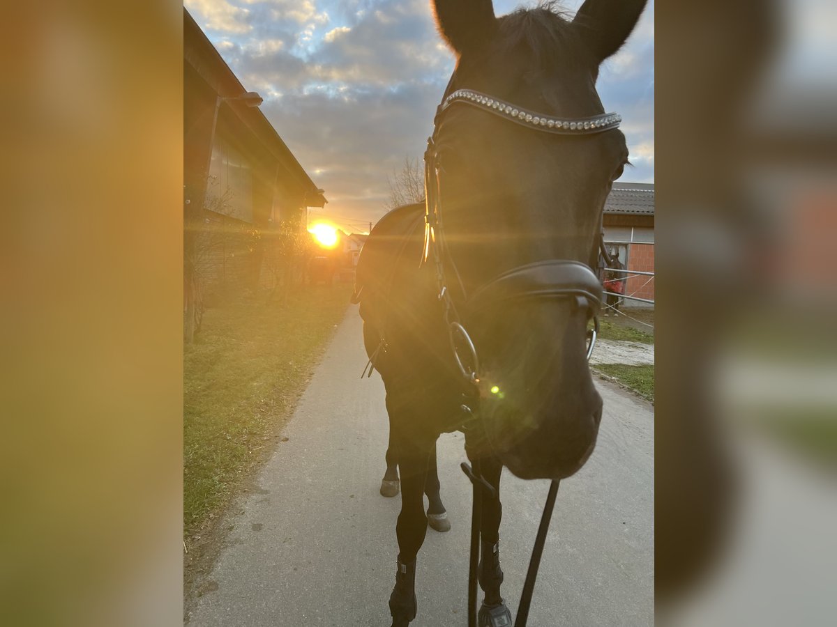 Hanoverian Mare 8 years 16 hh Black in Frankfurt am Main