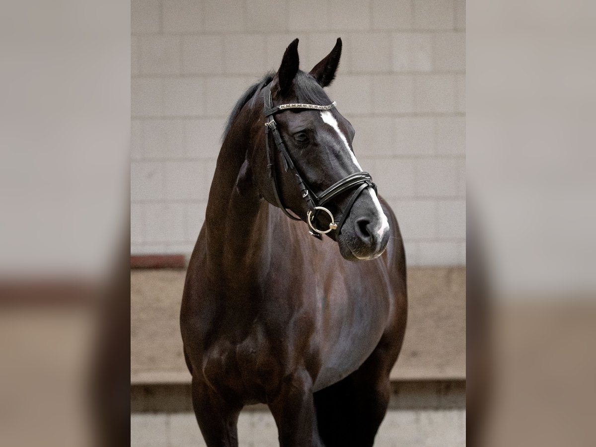 Hanoverian Mare 8 years 16 hh Black in Vehlefanz