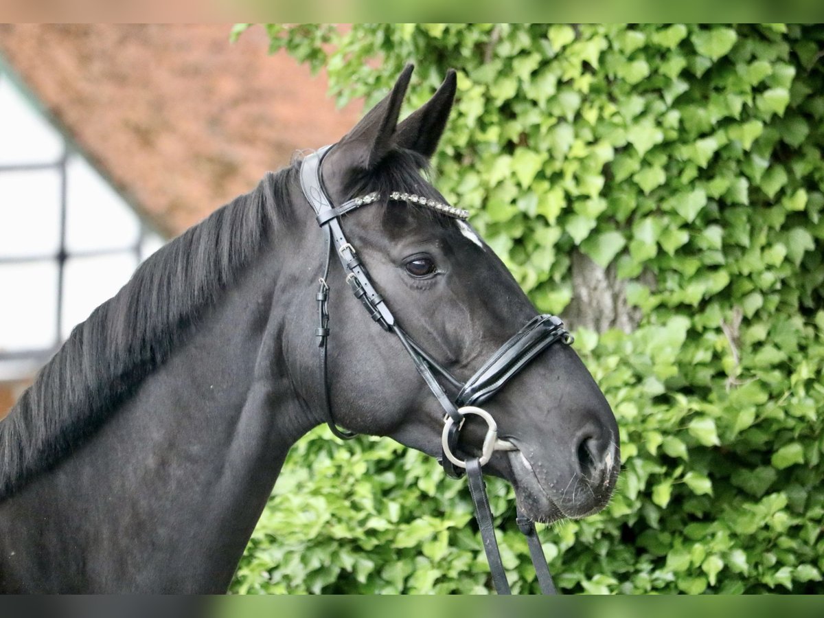 Hanoverian Mare 8 years 16 hh Black in Glandorf