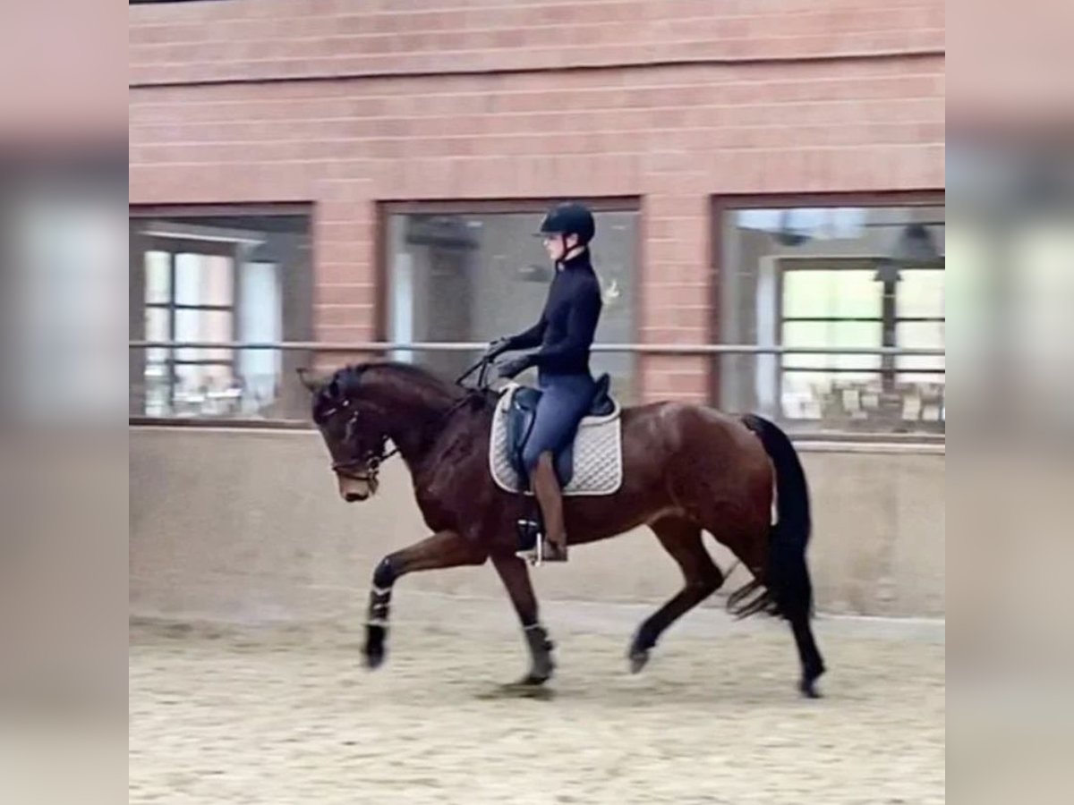 Hanoverian Mare 8 years 16 hh Brown in Büttstedt