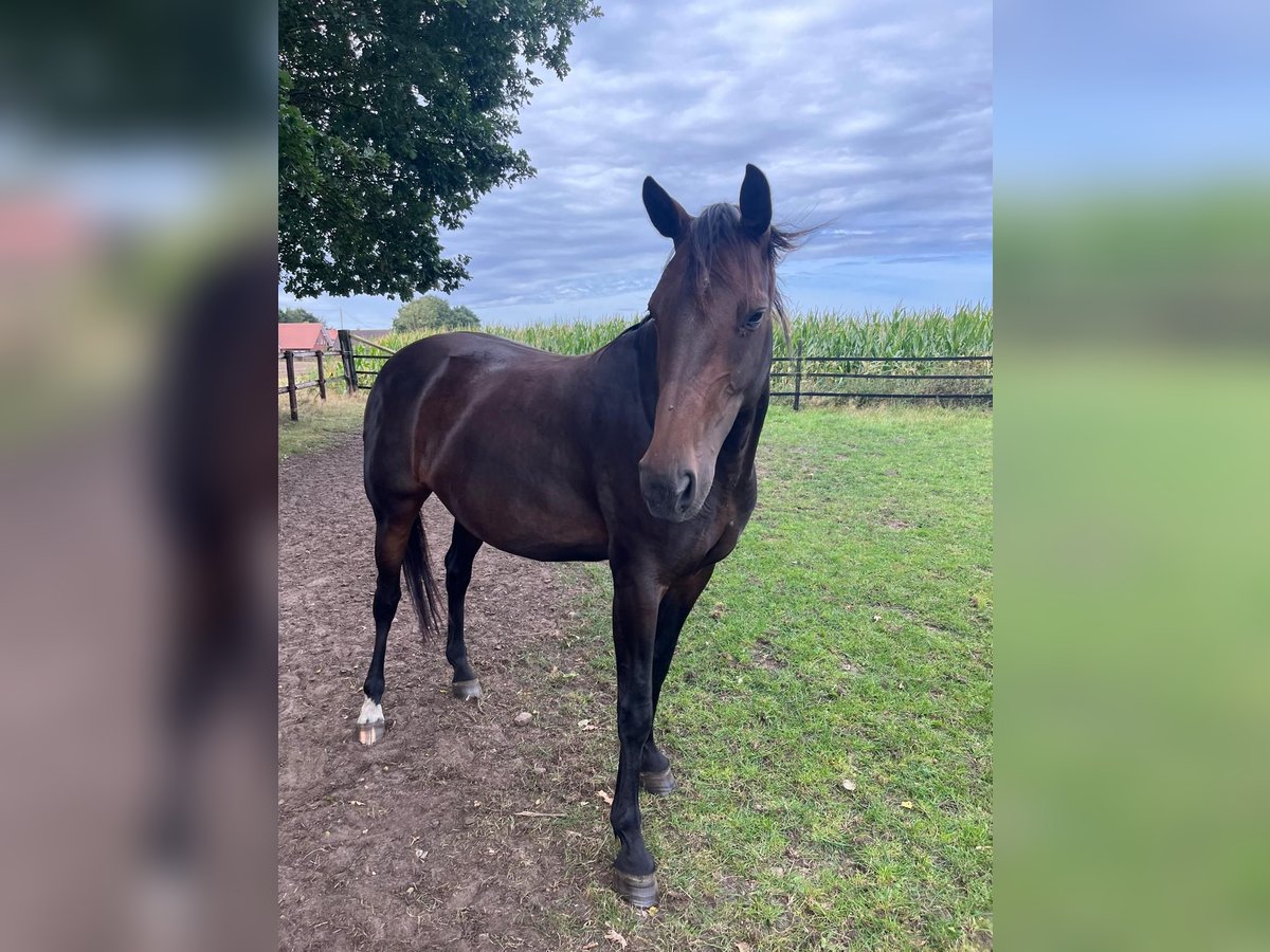 Hanoverian Mare 8 years 16 hh Brown in Essen (Oldenburg)