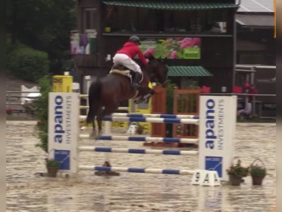 Hanoverian Mare 8 years 16 hh Brown in Bramsche Hanoverian Mare 8 years 16 hh Brown in Bramsche