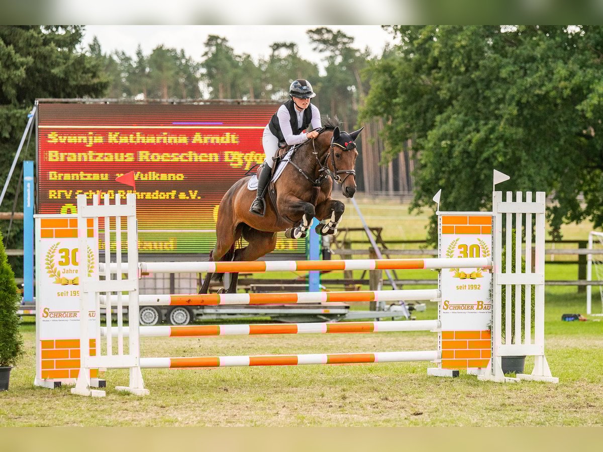 Hanoverian Mare 8 years 16 hh Brown in M&#xFC;hlenflie&#xDF;
