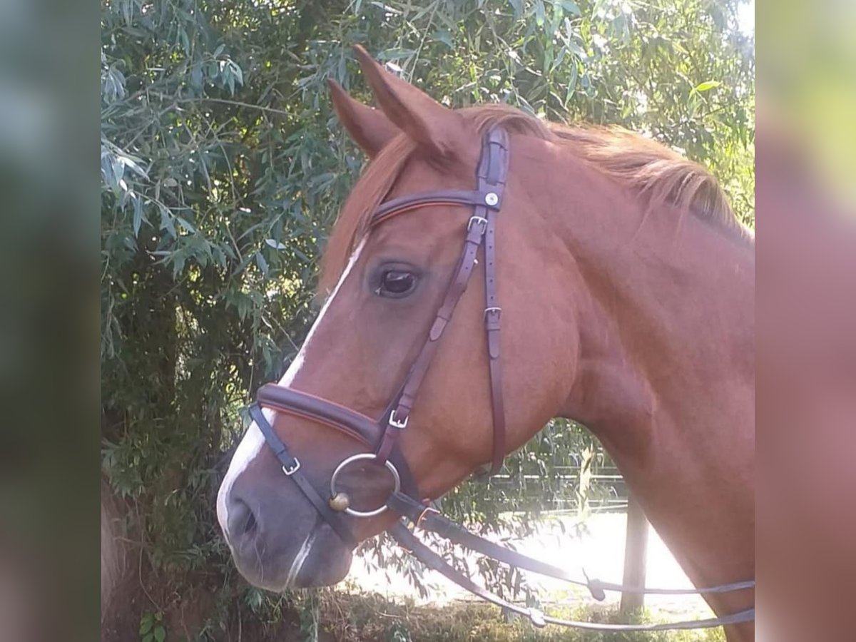 Hanoverian Mare 8 years 16 hh Chestnut in Ulm