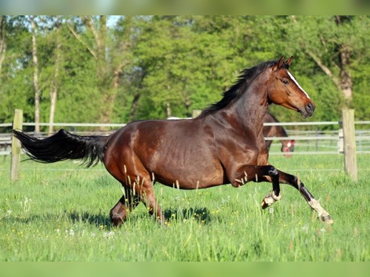 Hanoverian Mare 8 years 16 hh Chestnut in Norderstedt