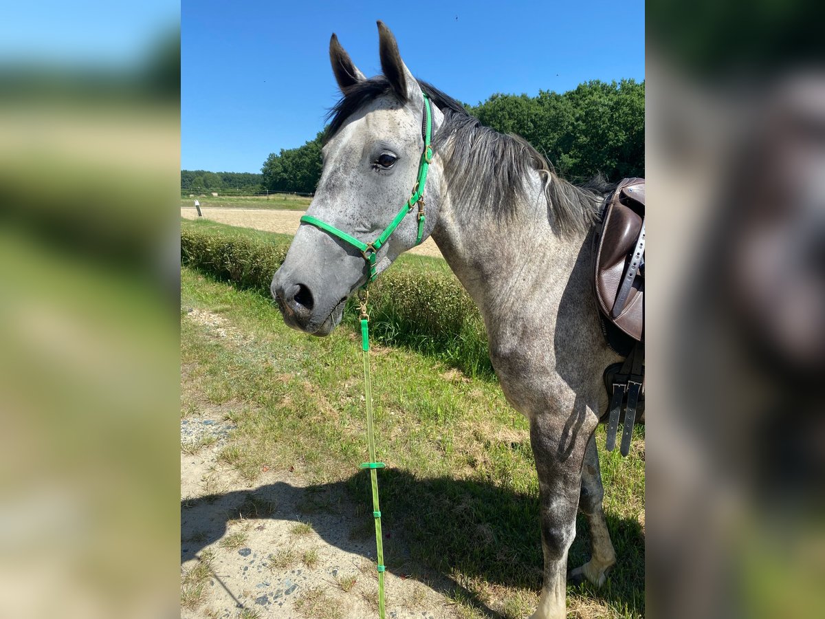 Hanoverian Mare 8 years 16 hh Gray in Güssing