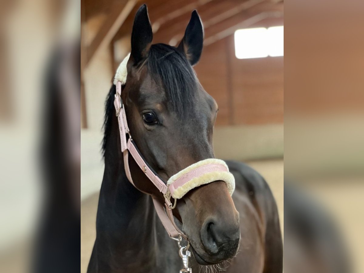 Hanoverian Mare 8 years 16,1 hh Bay-Dark in Zell am Moos