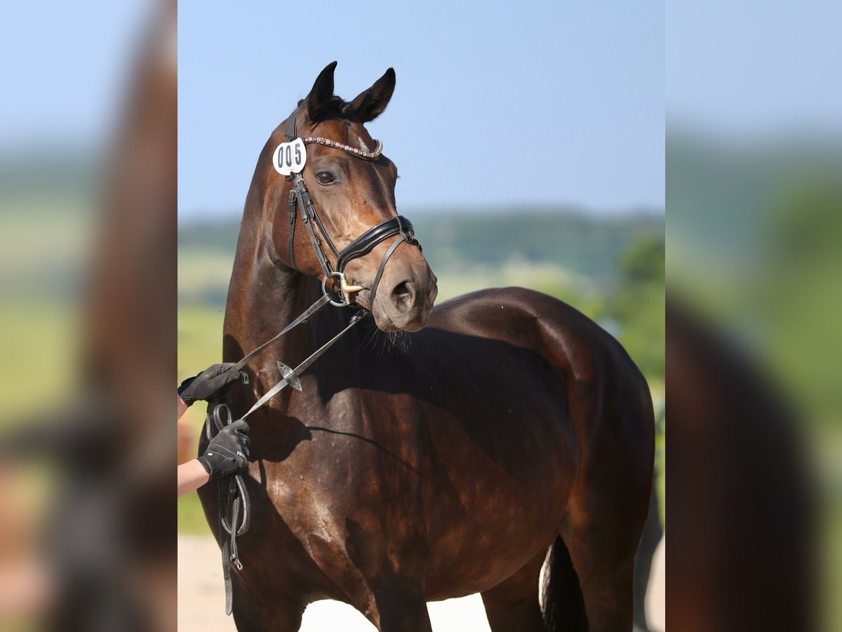 Hanoverian Mare 8 years 16,1 hh Bay-Dark in Hohenahr