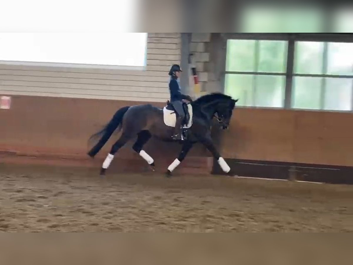 Hanoverian Mare 8 years 16,1 hh Brown in Vechta