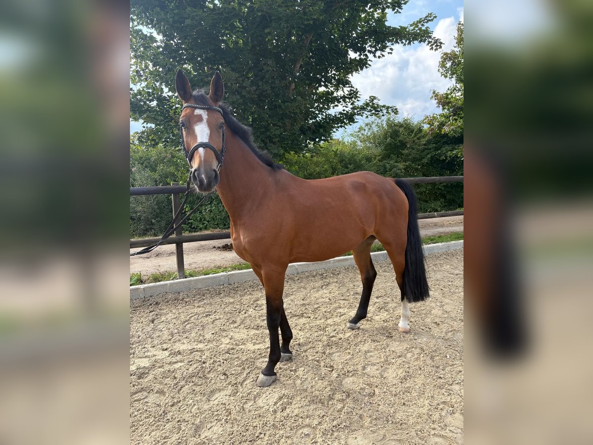 Hanoverian Mare 8 years 16,1 hh Brown in Schulendorf