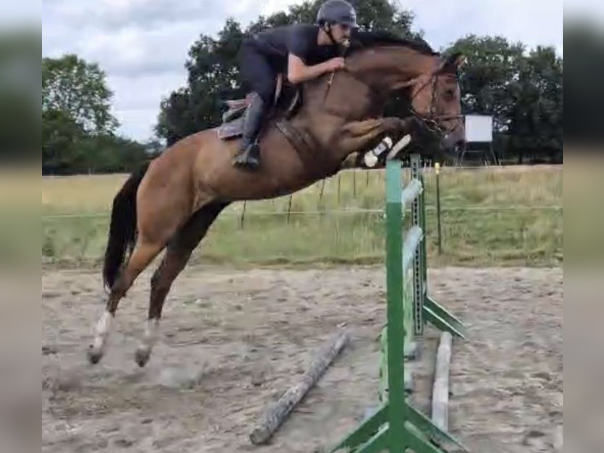 Hanoverian Mare 8 years 16,1 hh Brown in Hamburg Osdorf