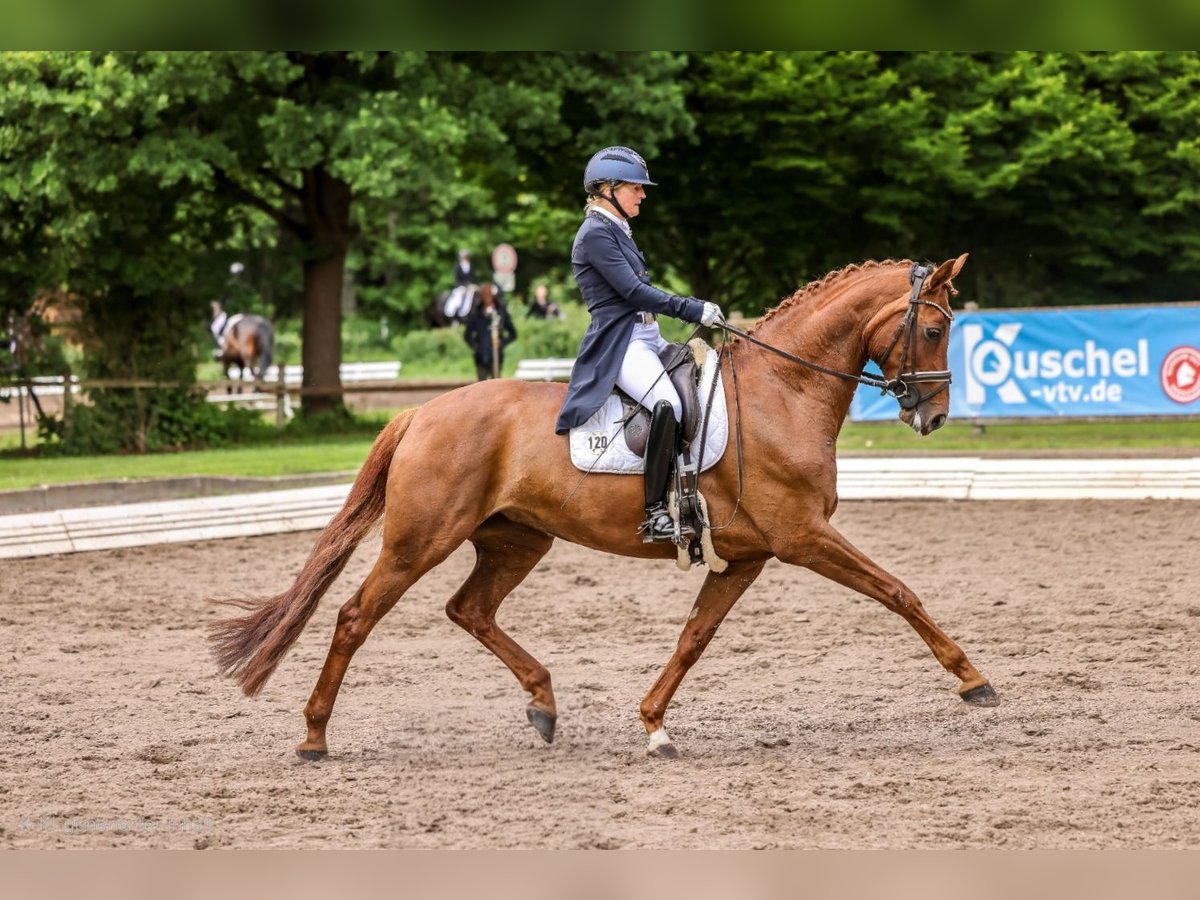 Hanoverian Mare 8 years 16,1 hh Chestnut in Lauenburg