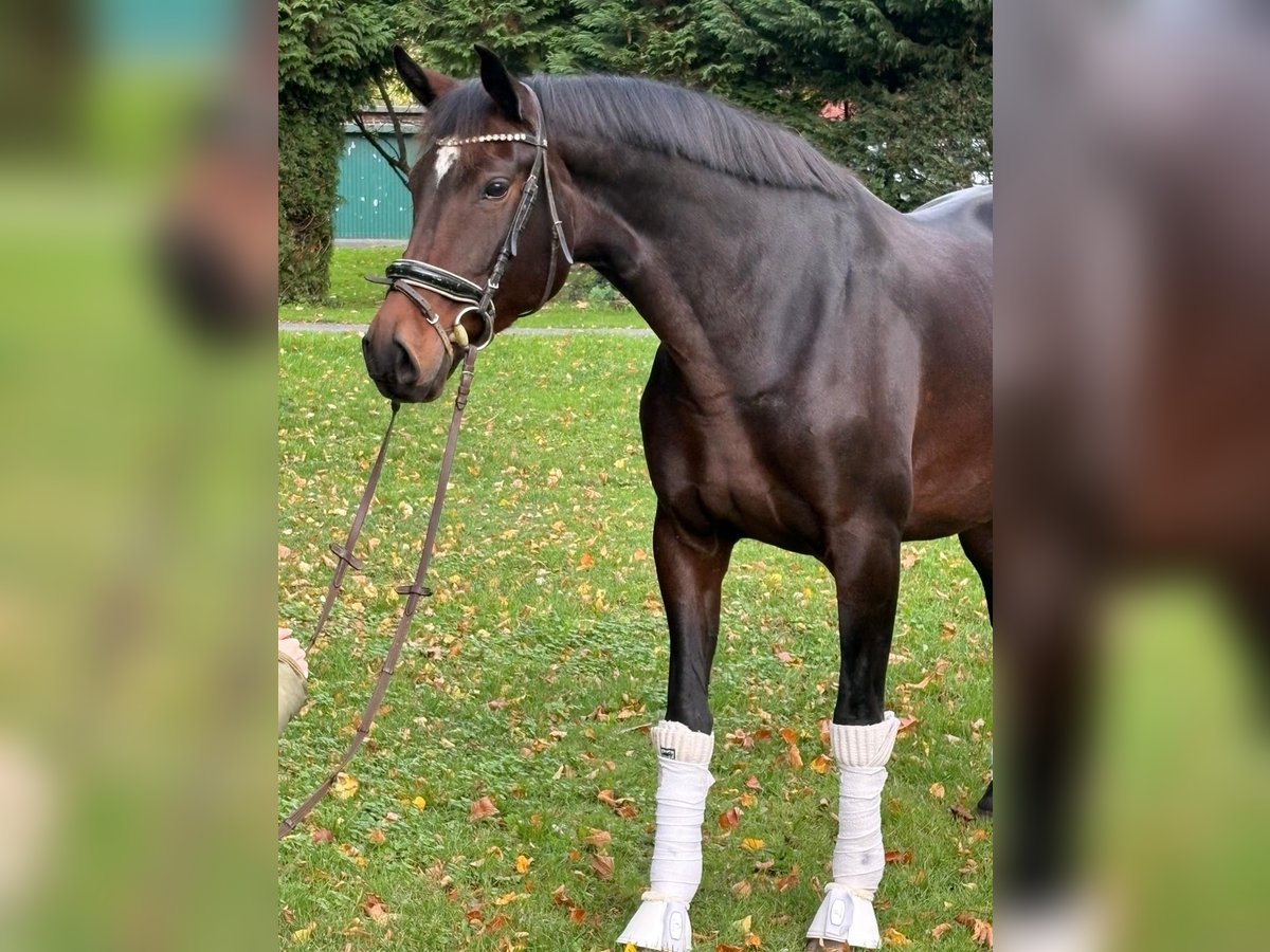 Hanoverian Mare 8 years 16,2 hh Bay-Dark in Hamm