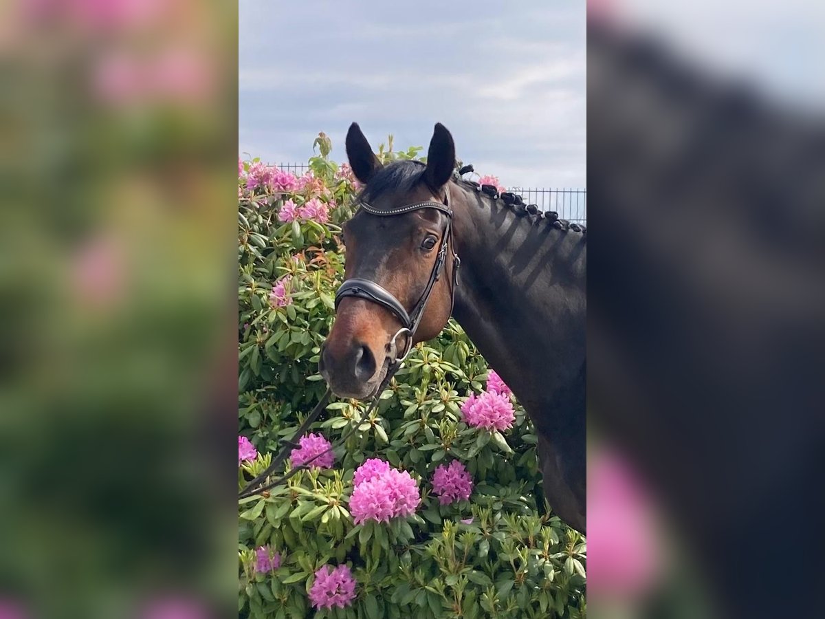 Hanoverian Mare 8 years 16,2 hh Bay-Dark in Weilburg