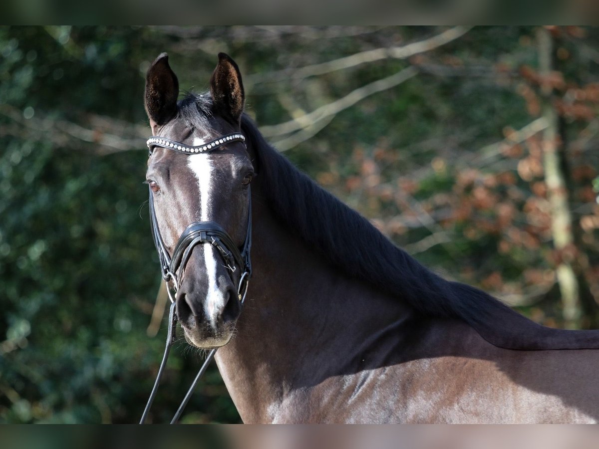 Hanoverian Mare 8 years 16,2 hh Black in Wuppertal