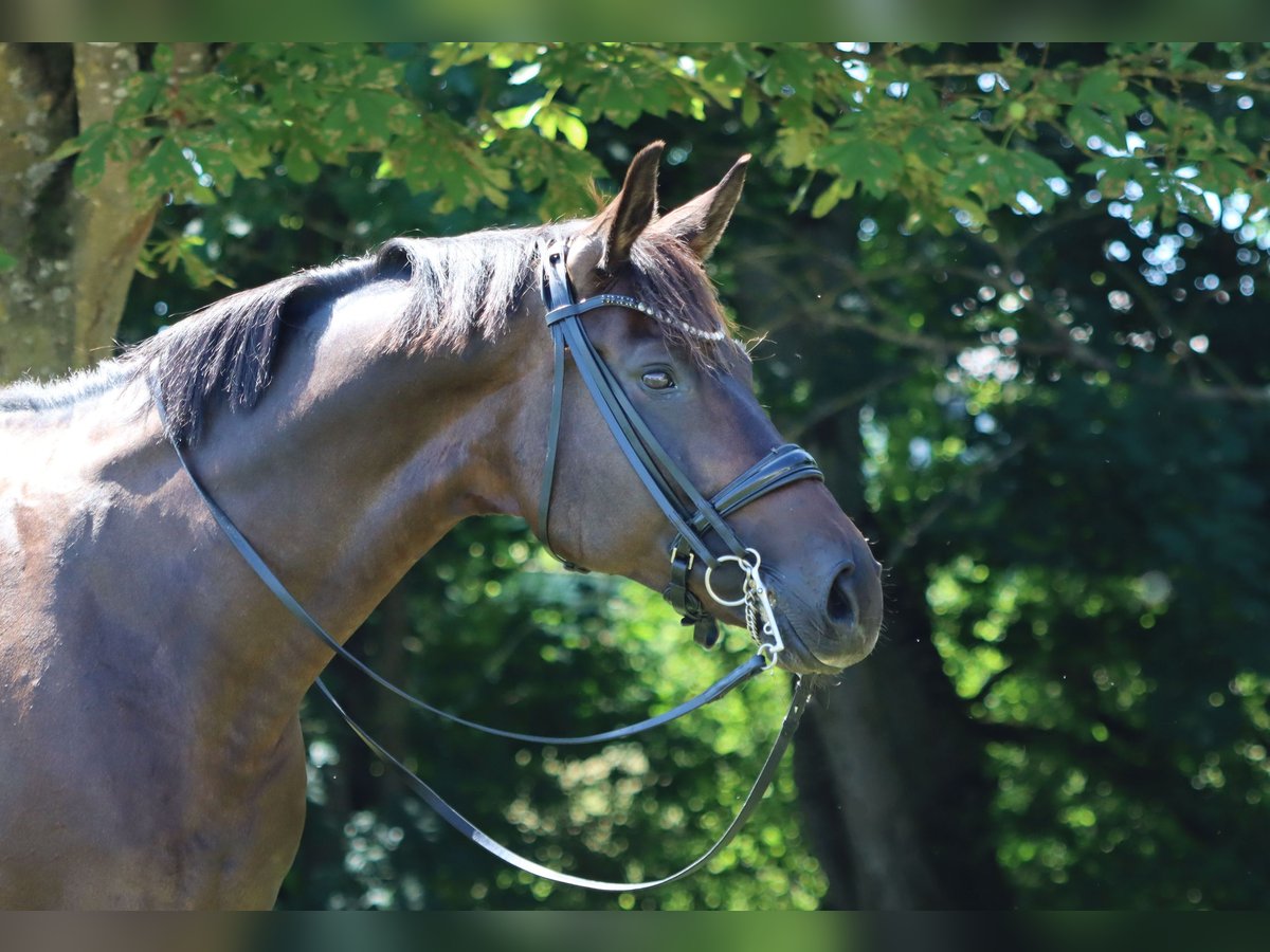 Hanoverian Mare 8 years 16,2 hh Brown in B&#xF6;rrstadt