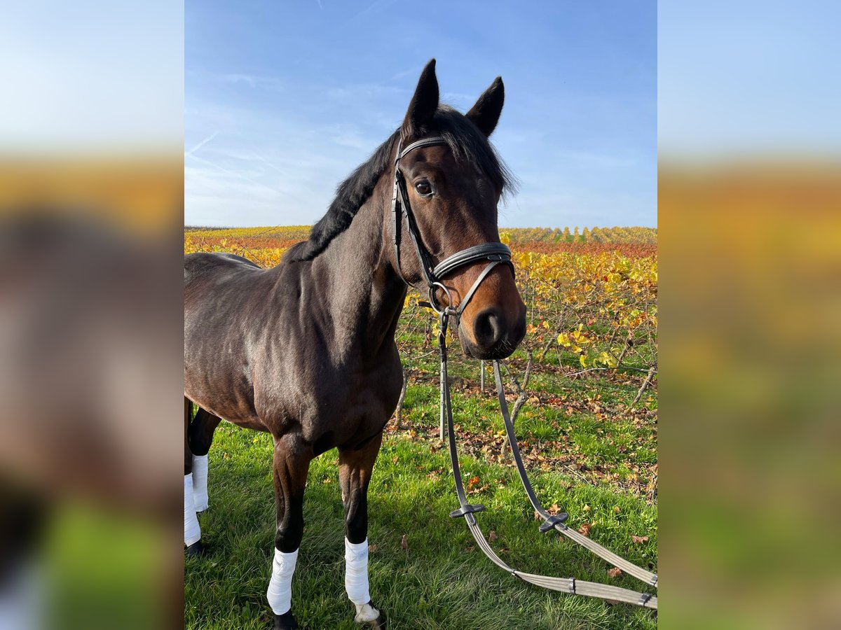 Hanoverian Mare 8 years 16,2 hh Brown in Stein-Bockenheim Hanoverian Mare 8 years 16,2 hh Brown in Stein-Bockenheim