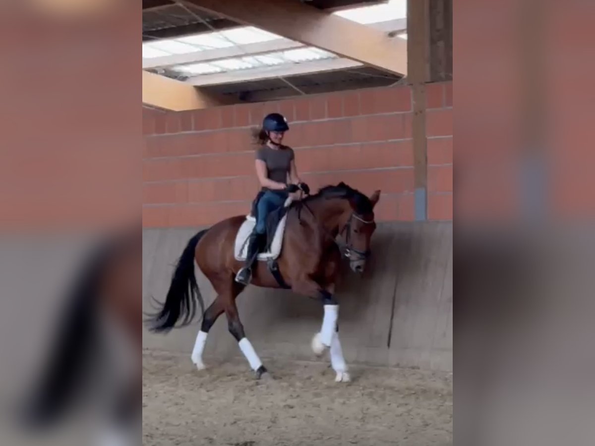 Hanoverian Mare 8 years 16,2 hh Brown in Hamm