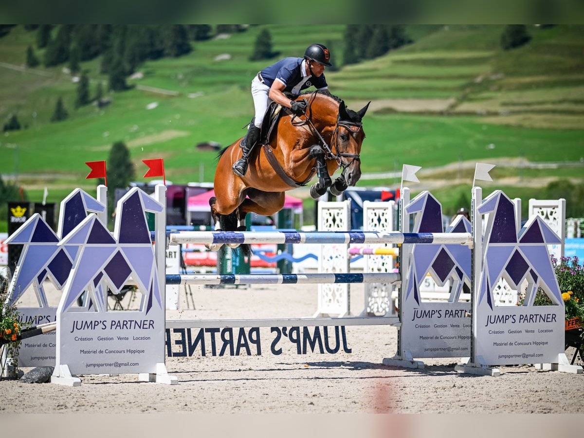 Hanoverian Mare 8 years 16,2 hh Brown in Füllinsdorf Hanoverian Mare 8 years 16,2 hh Brown in Füllinsdorf