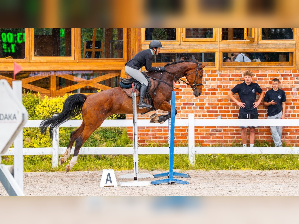 Hanoverian Mare 8 years 16,2 hh Brown in Stryk&#xF3;w