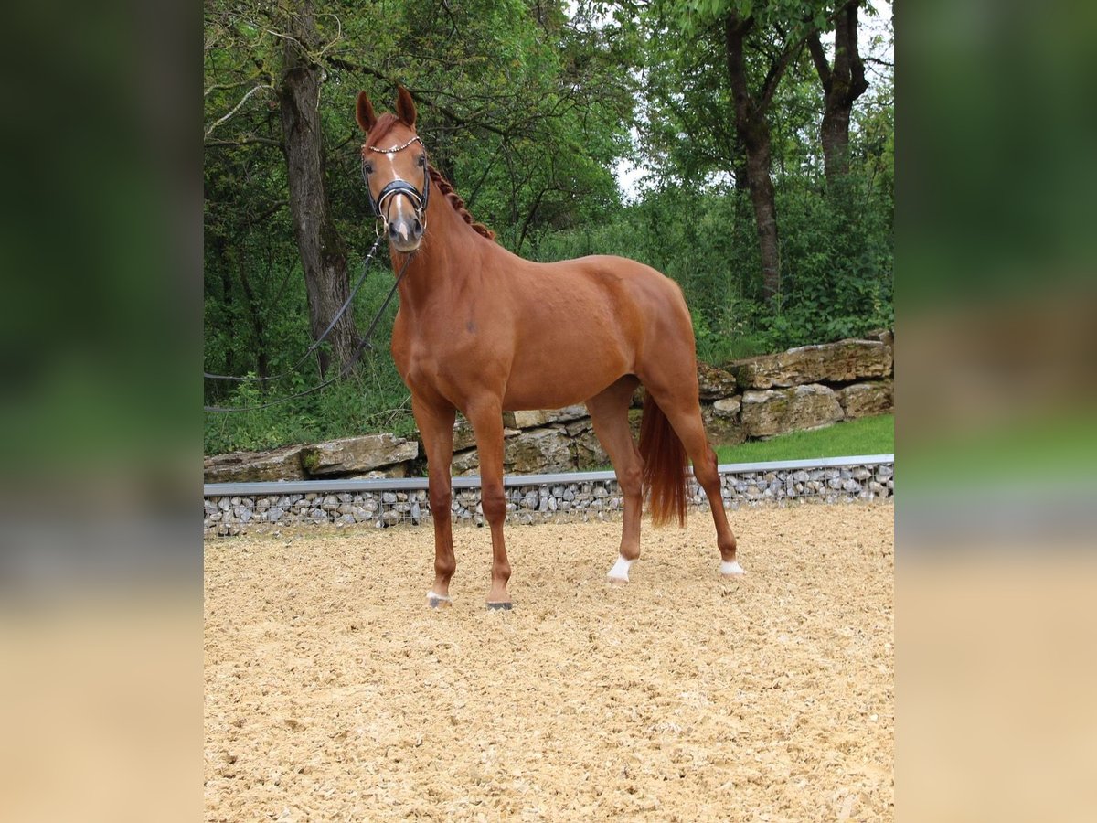 Hanoverian Mare 8 years 16,2 hh Chestnut-Red in Dallgow-D&#xF6;beritz
