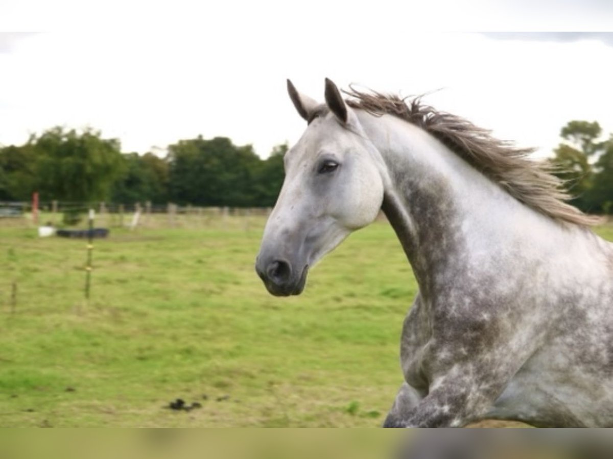 Hanoverian Mare 8 years 16,2 hh Grey in Glandorf Hanoverian Mare 8 years 16,2 hh Grey in Glandorf