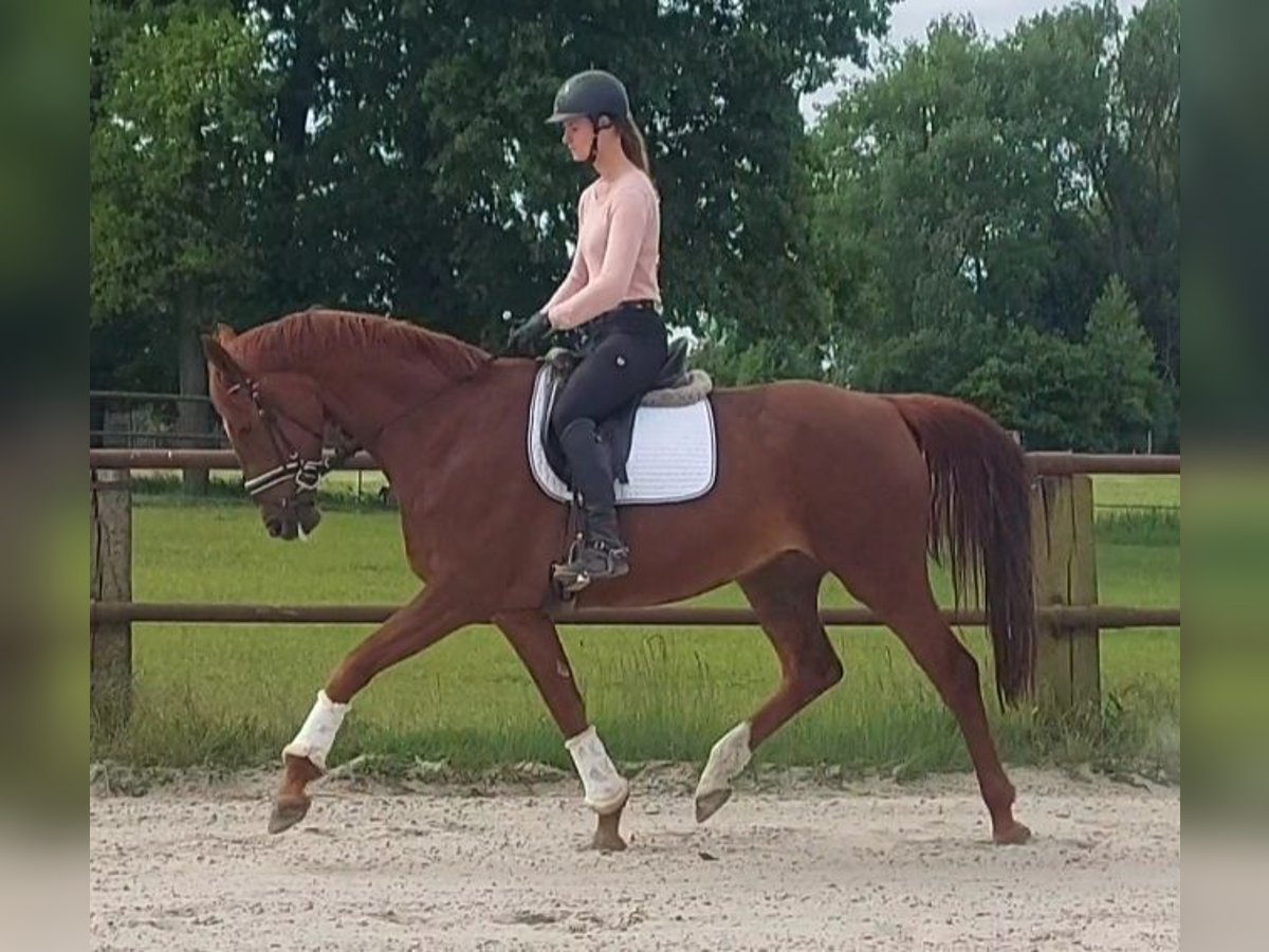 Hanoverian Mare 8 years 16,3 hh Chestnut-Red in Tiddische