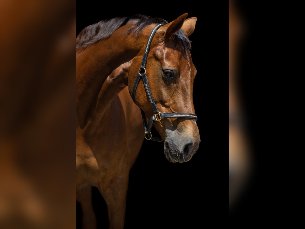 Hanoverian Mare 8 years 17,1 hh Chestnut in HUxfeld