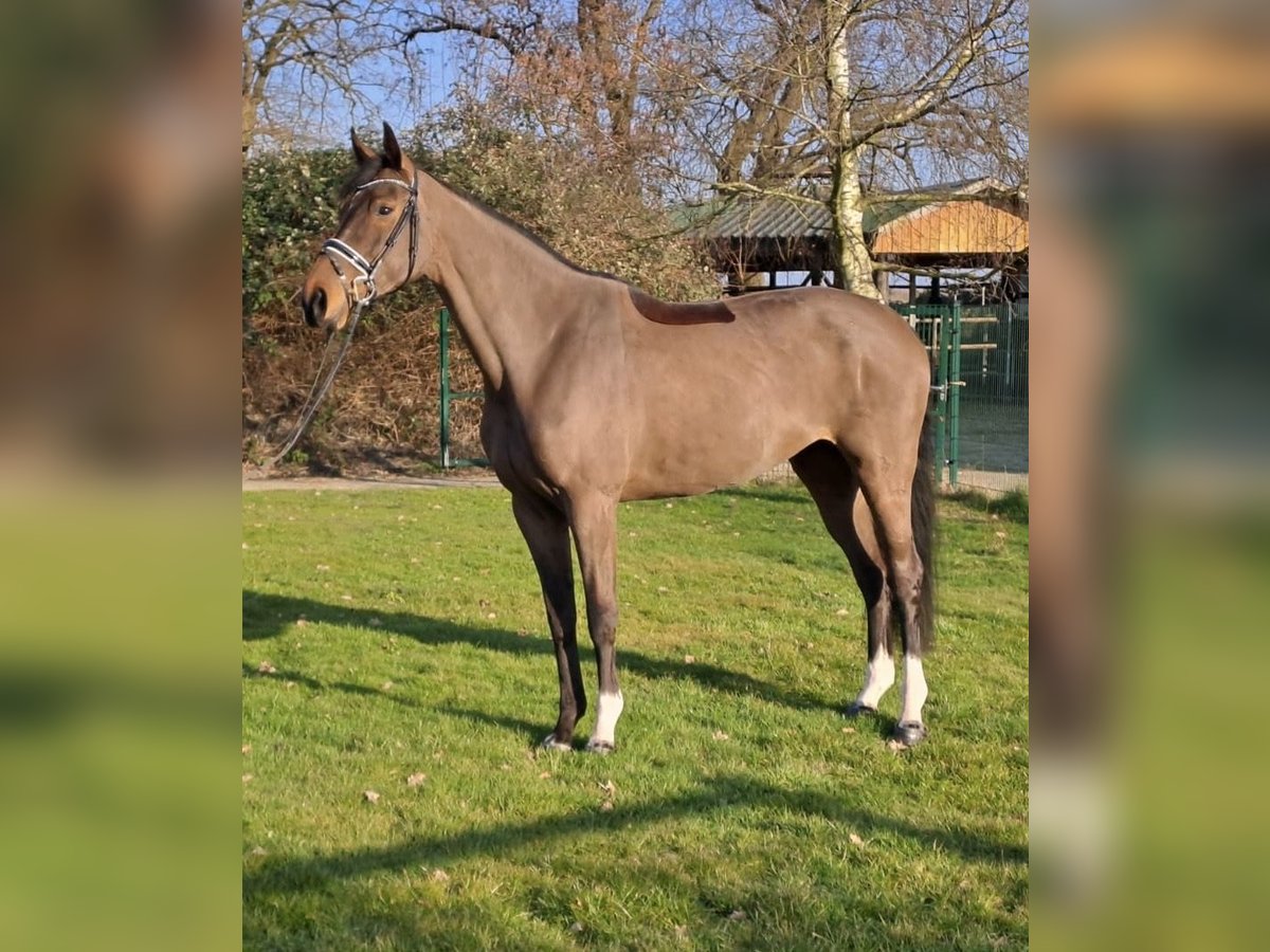 Hanoverian Mare 8 years 17 hh Bay-Dark in Rethem