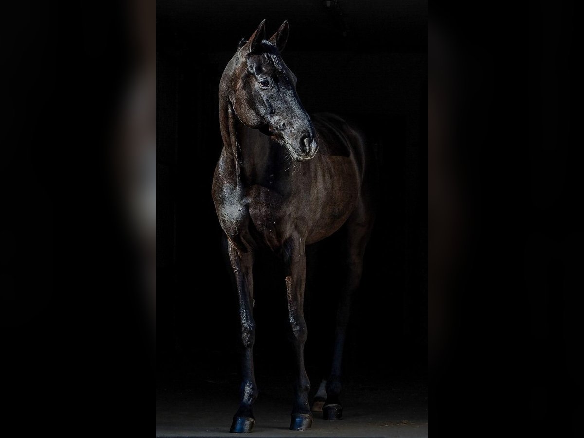Hanoverian Mare 8 years 17 hh Black in Hamburg Osdorf