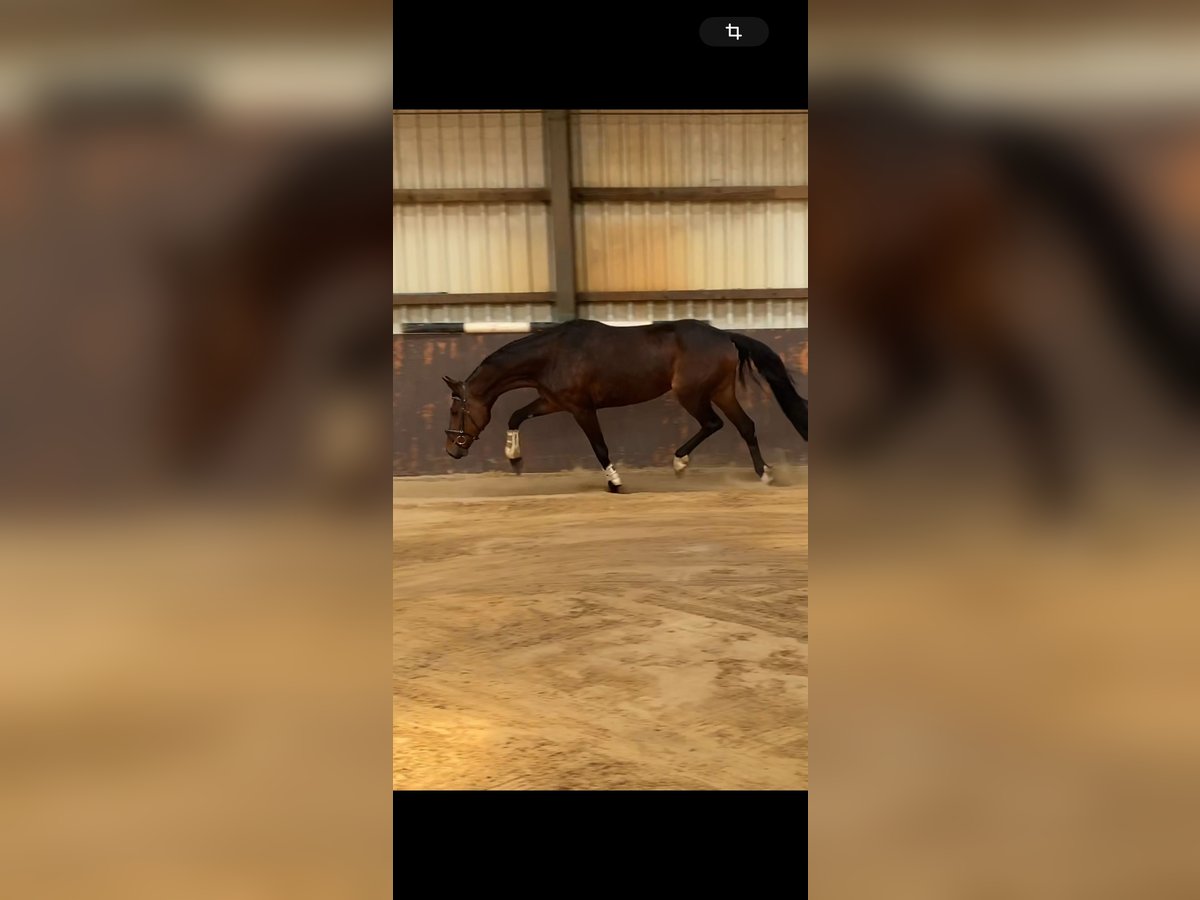 Hanoverian Mare 8 years 17 hh Brown in Molsberg
