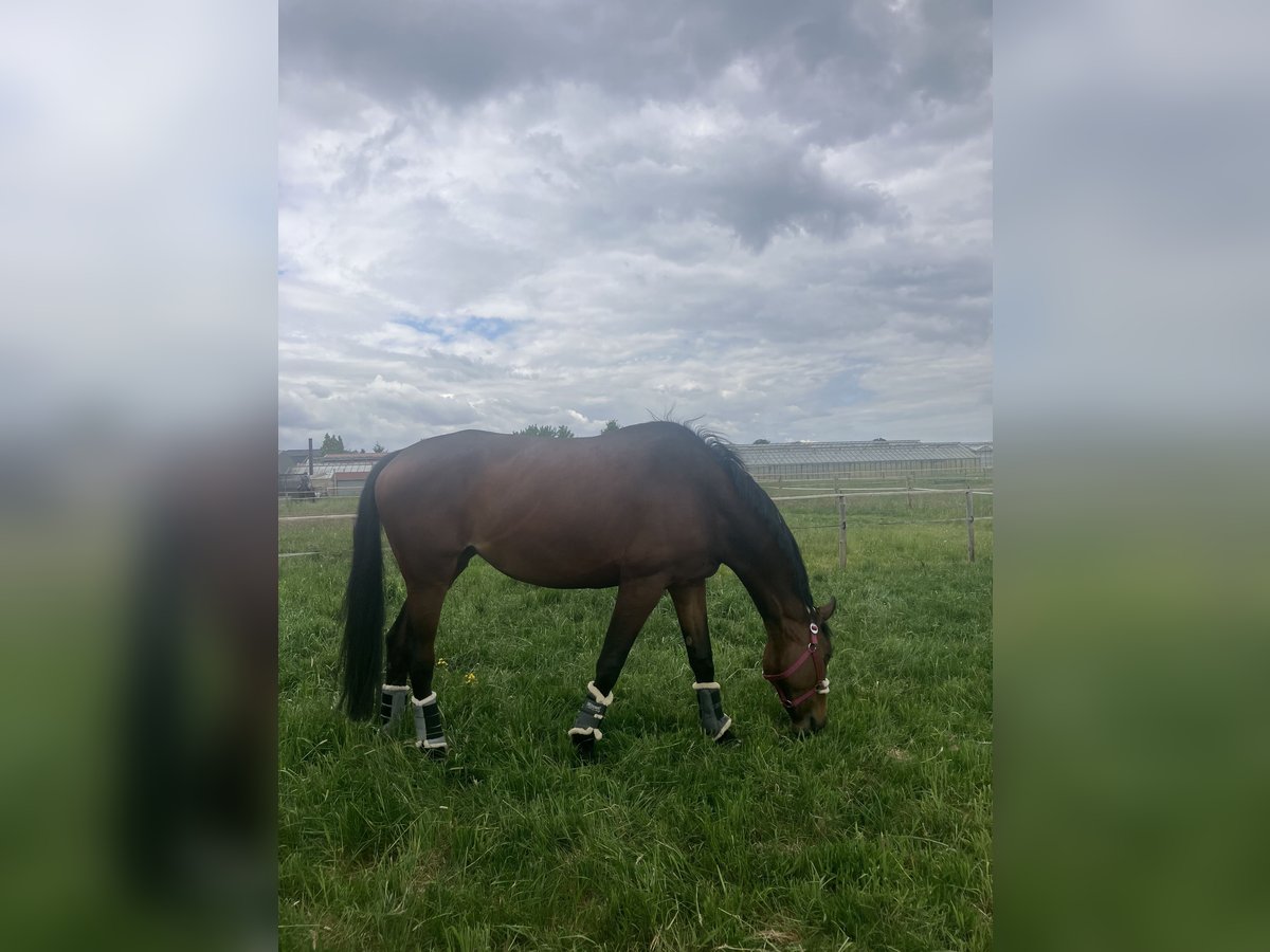 Hanoverian Mare 8 years 17 hh Brown in Hamburg Stellingen