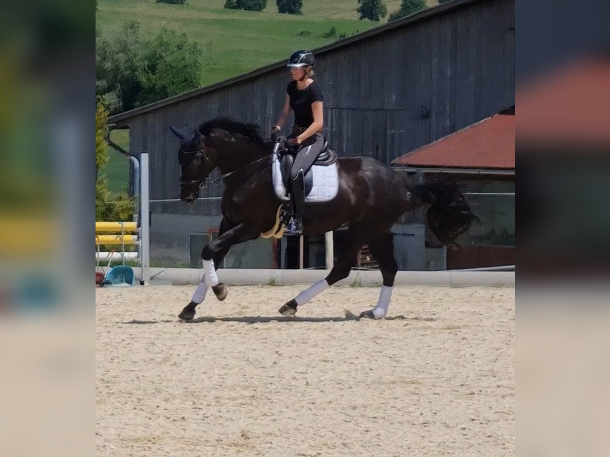 Hanoverian Mare 8 years 17,1 hh Black in Schlatt
