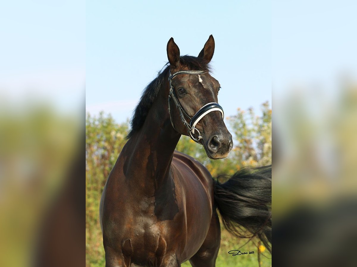 Hanoverian Mare 8 years 17,1 hh Black in Schlatt