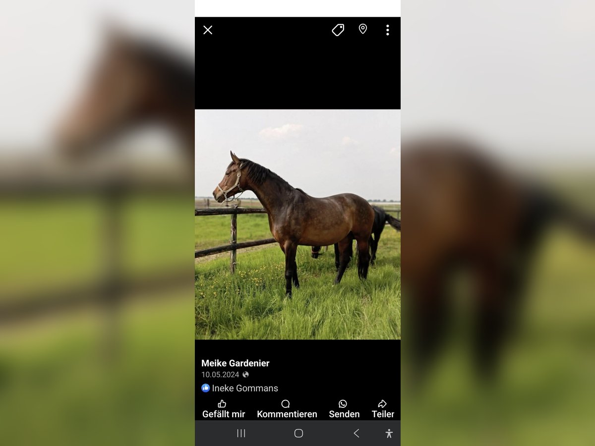 Hanoverian Mare 8 years 17,3 hh Brown in Selfkant