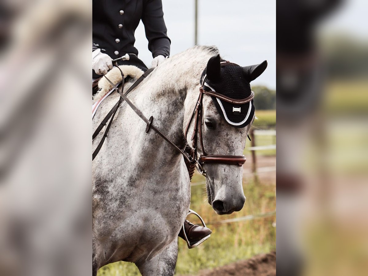 Hanoverian Mare 8 years Grey-Dapple in Wardenburg