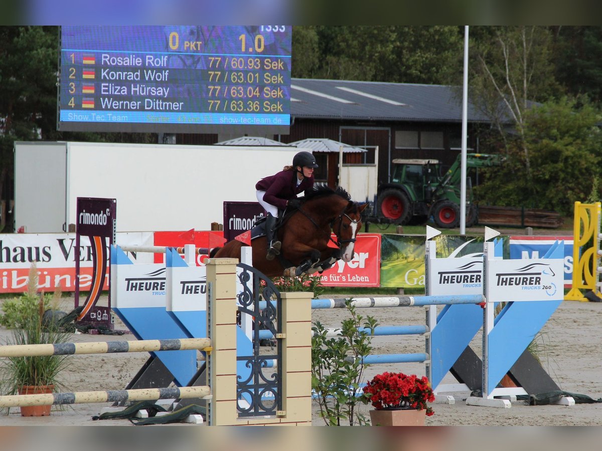 Hanoverian Mare 9 years 15,1 hh Brown in Hamburg Kirchwerder