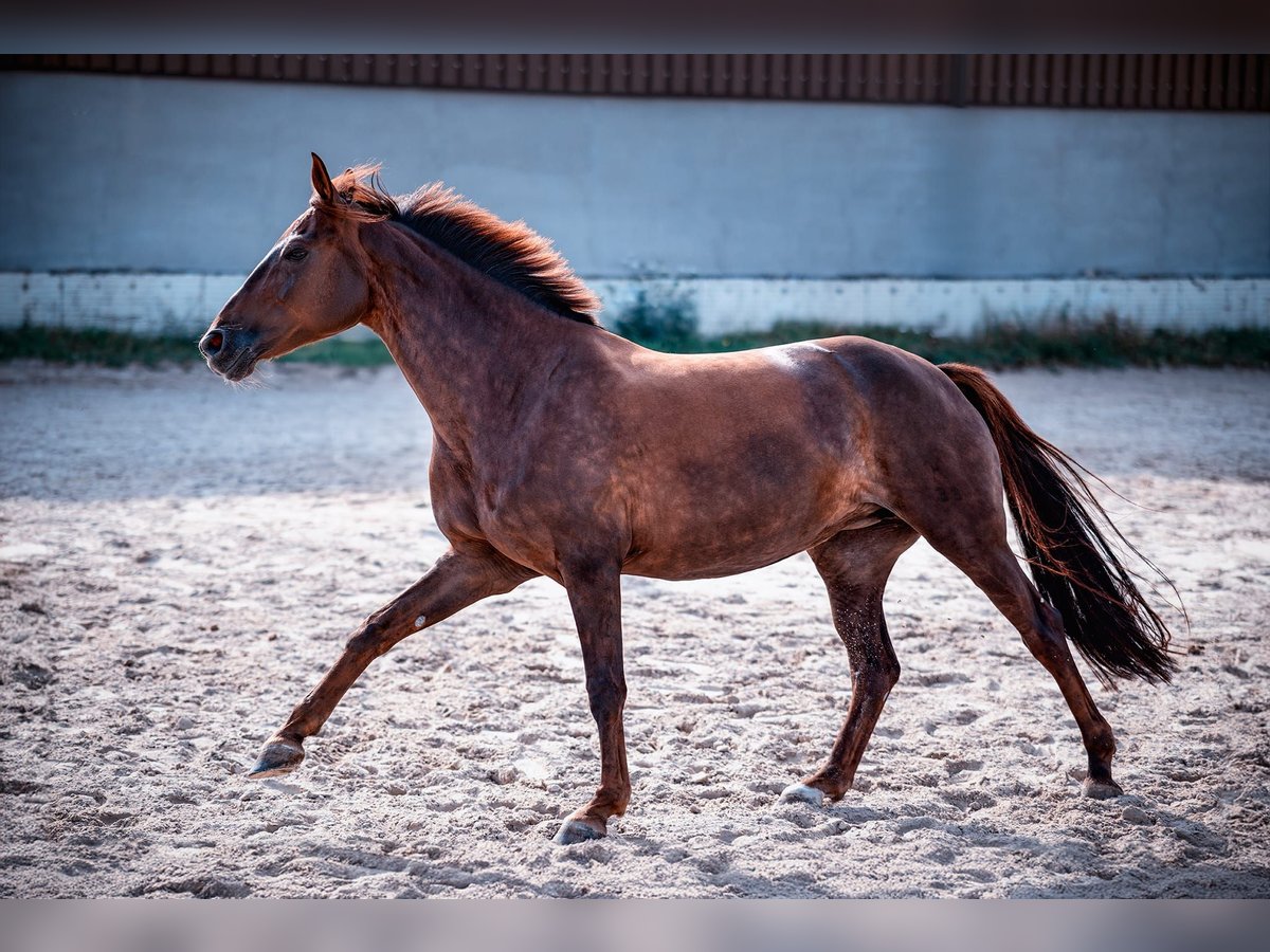 Hanoverian Mare 9 years 15,2 hh Chestnut in Bad Vilbel