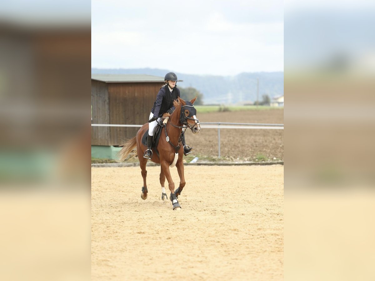 Hanoverian Mare 9 years 15,2 hh Chestnut-Red in Ellingen
