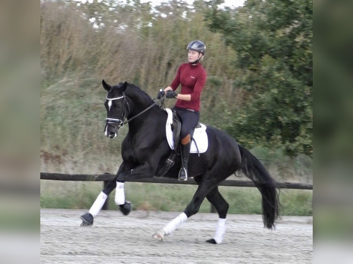 Hanoverian Mare 9 years 16,1 hh Black in Krostitz