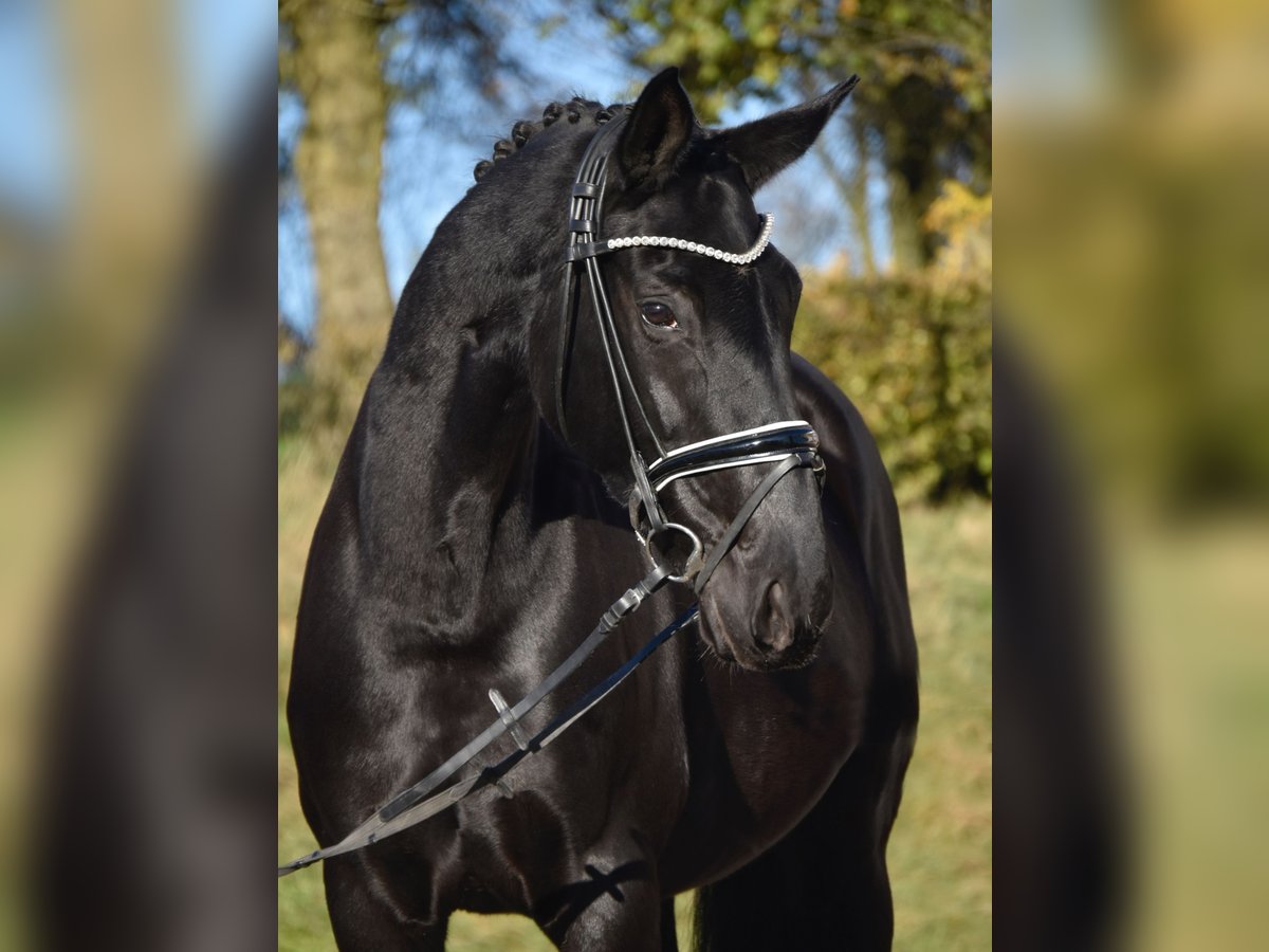 Hanoverian Mare 9 years 16,1 hh Black in Fürstenau