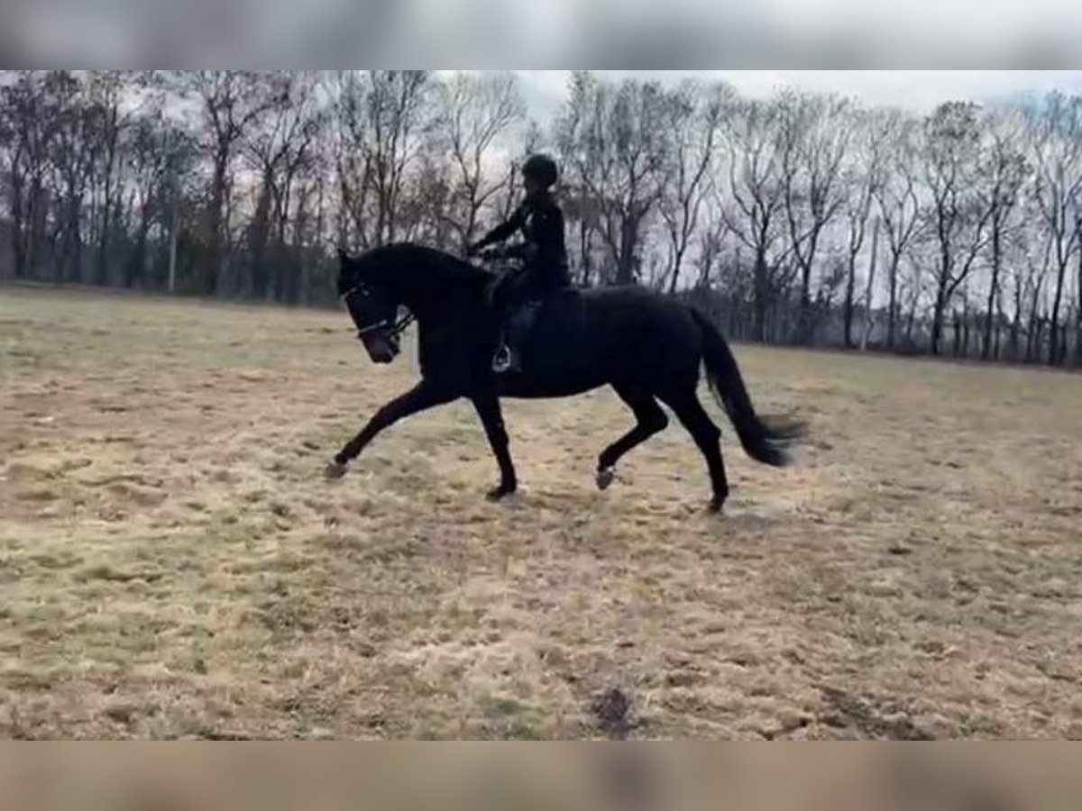 Hanoverian Mare 9 years 16,2 hh Bay-Dark in Rechnitz