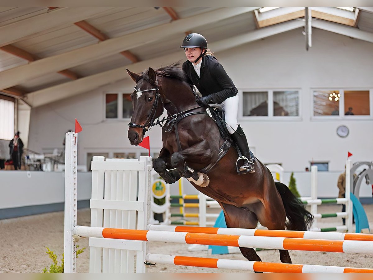 Hanoverian Mare 9 years 16,2 hh Bay-Dark in Berlin