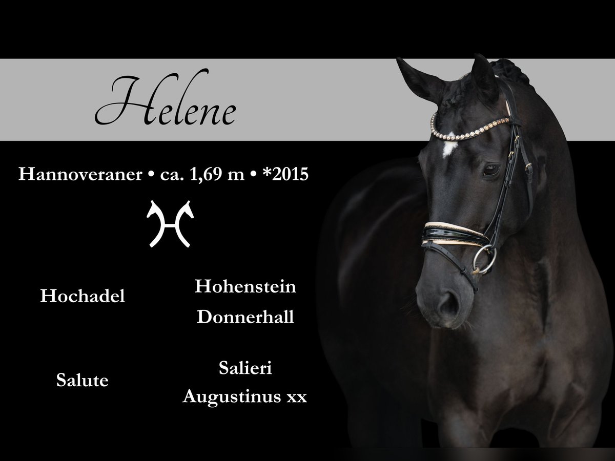 Hanoverian Mare 9 years 16,2 hh Black in Wehringen