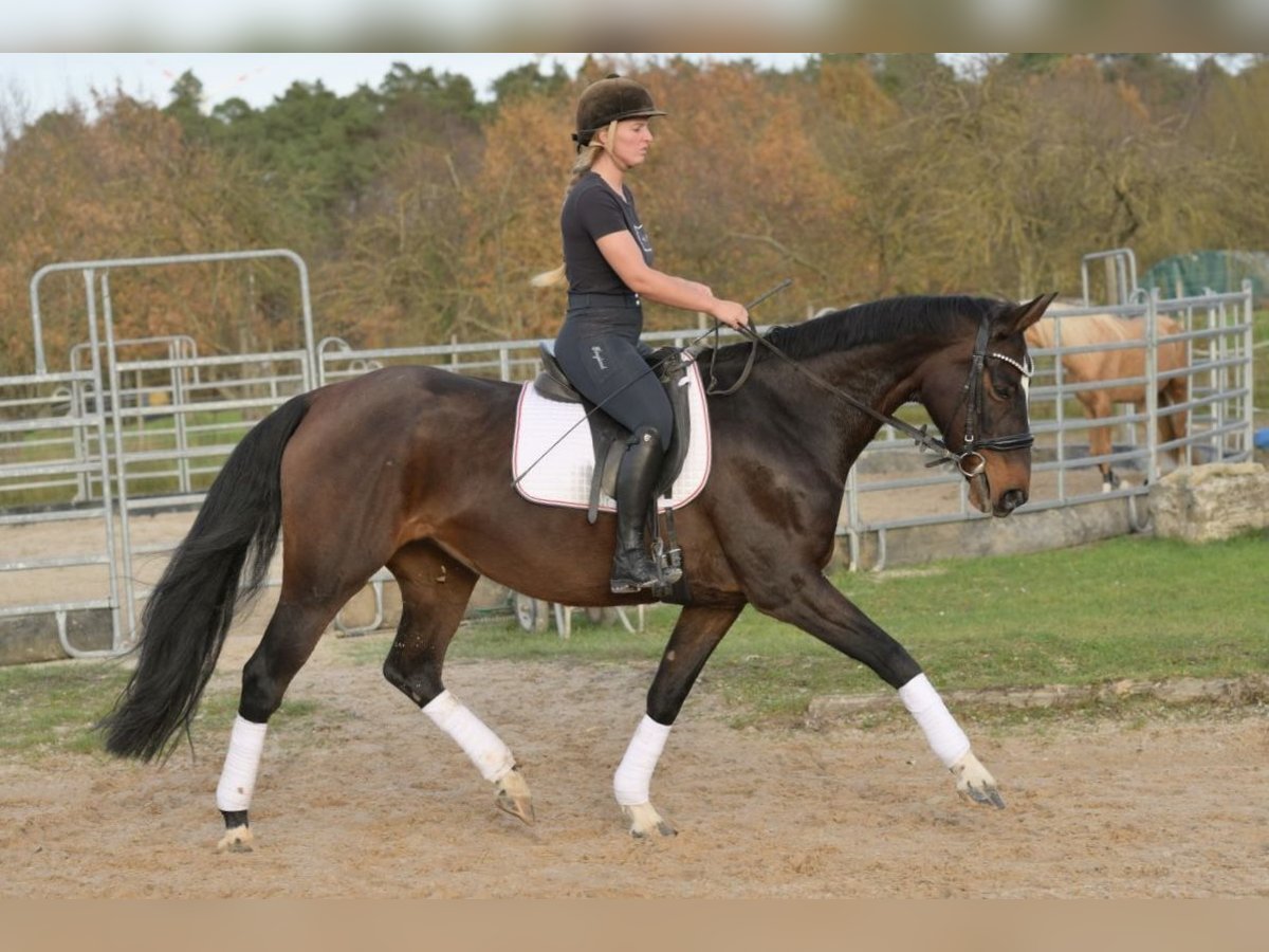 Hanoverian Mare 9 years 16,2 hh Brown in W&#xFC;rzburg