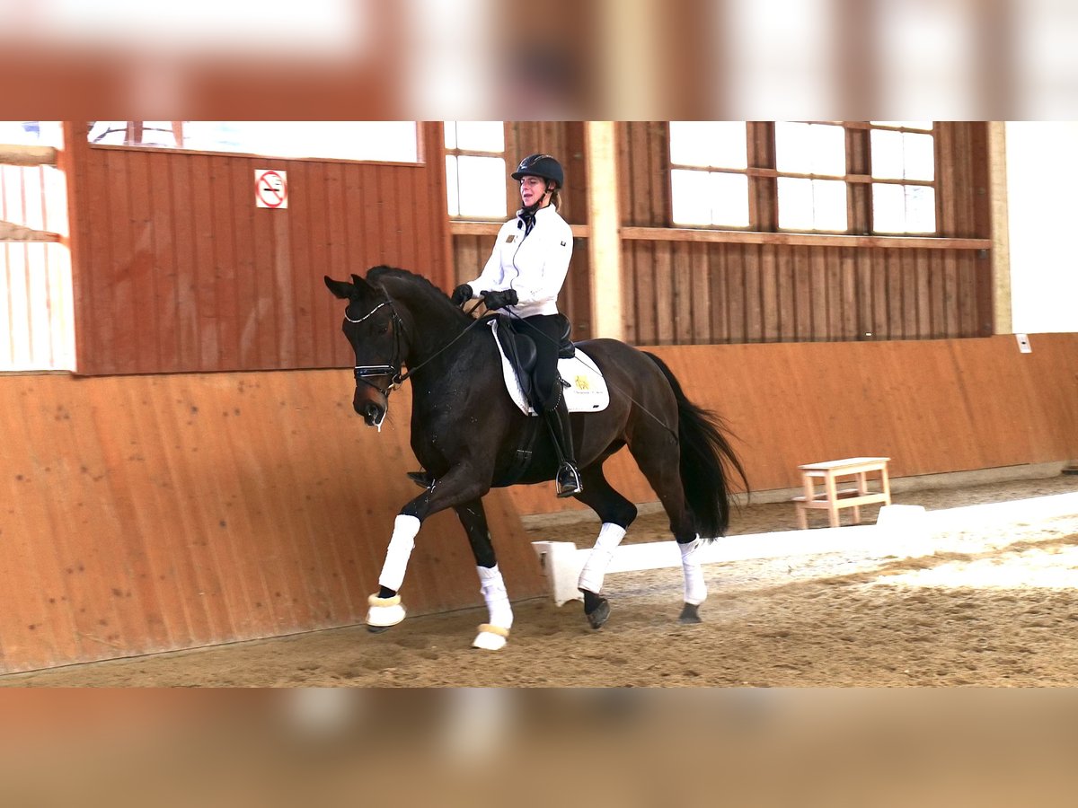 Hanoverian Mare 9 years 16,2 hh Brown in Freiensteinau