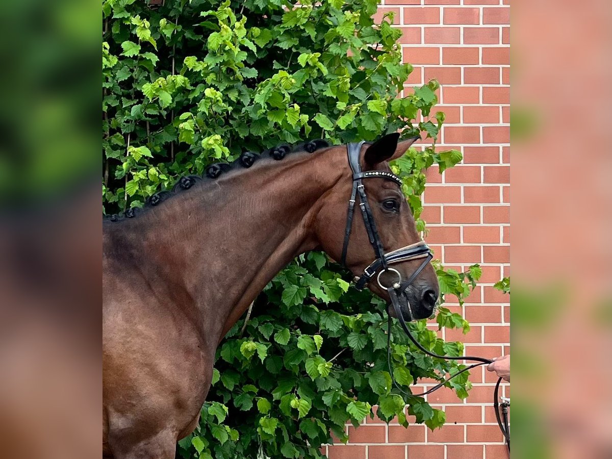 Hanoverian Mare 9 years 16,2 hh Brown in Moers