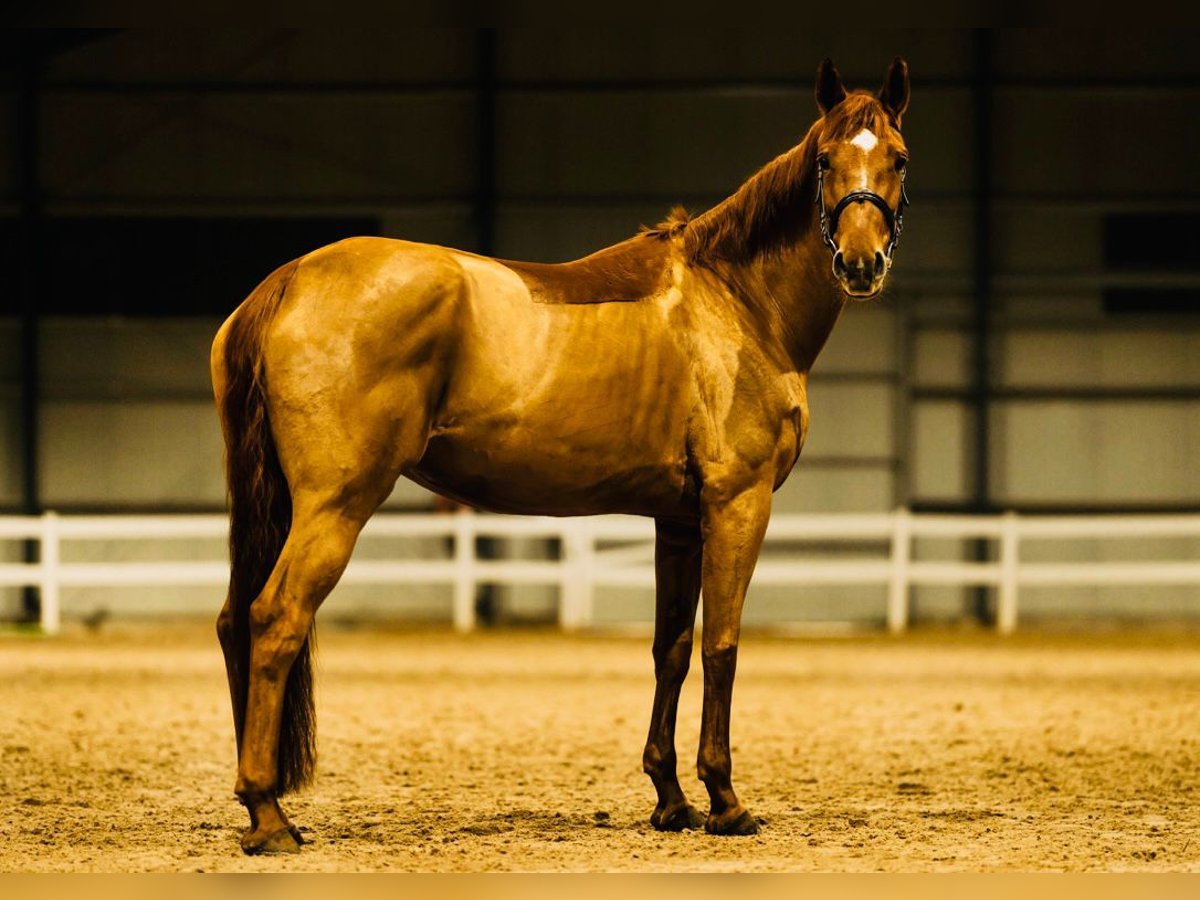 Hanoverian Mare 9 years 16,2 hh Chestnut in Riga