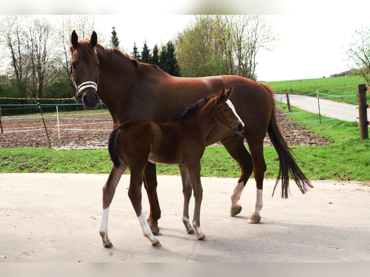 Hanoverian Mare 9 years 16,2 hh Chestnut-Red in Melle